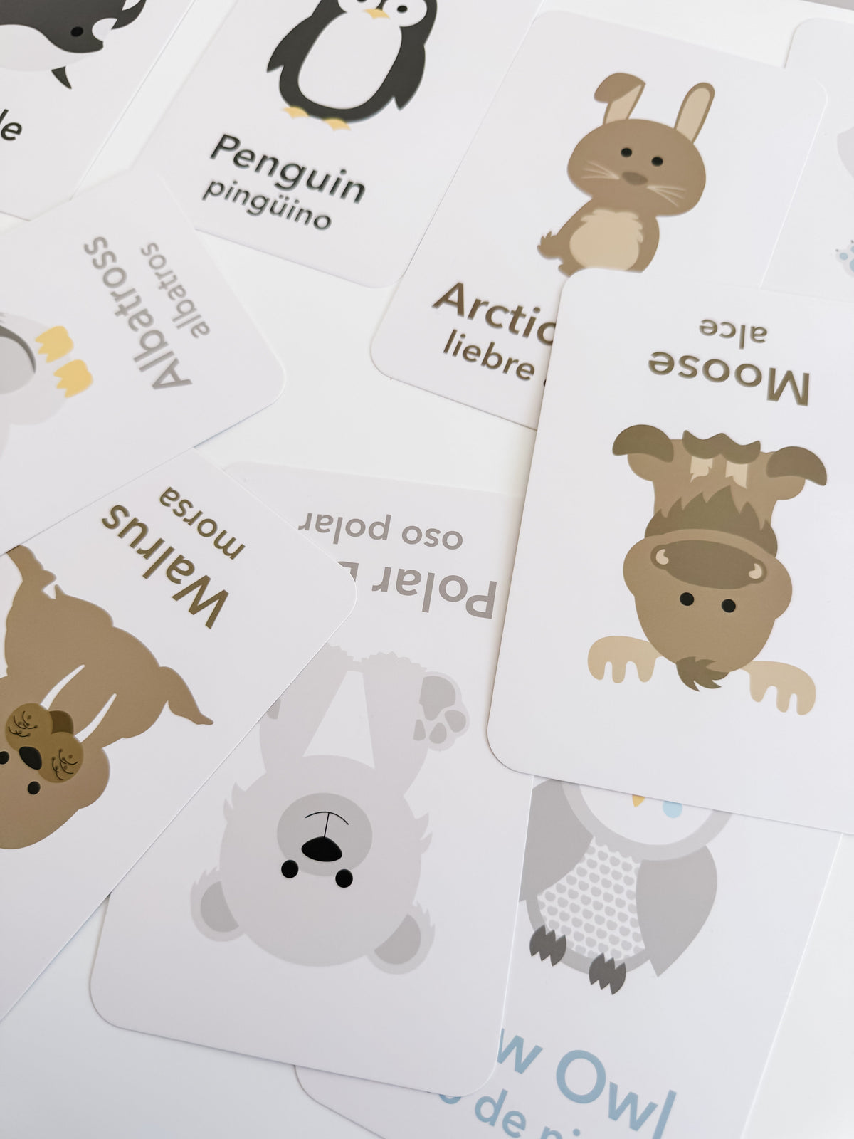 Arctic Animals Flashcards - The Baby Penguin
