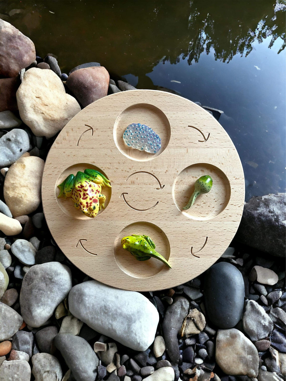 Life cycle board used with frog development figures by a pond; figures not included
