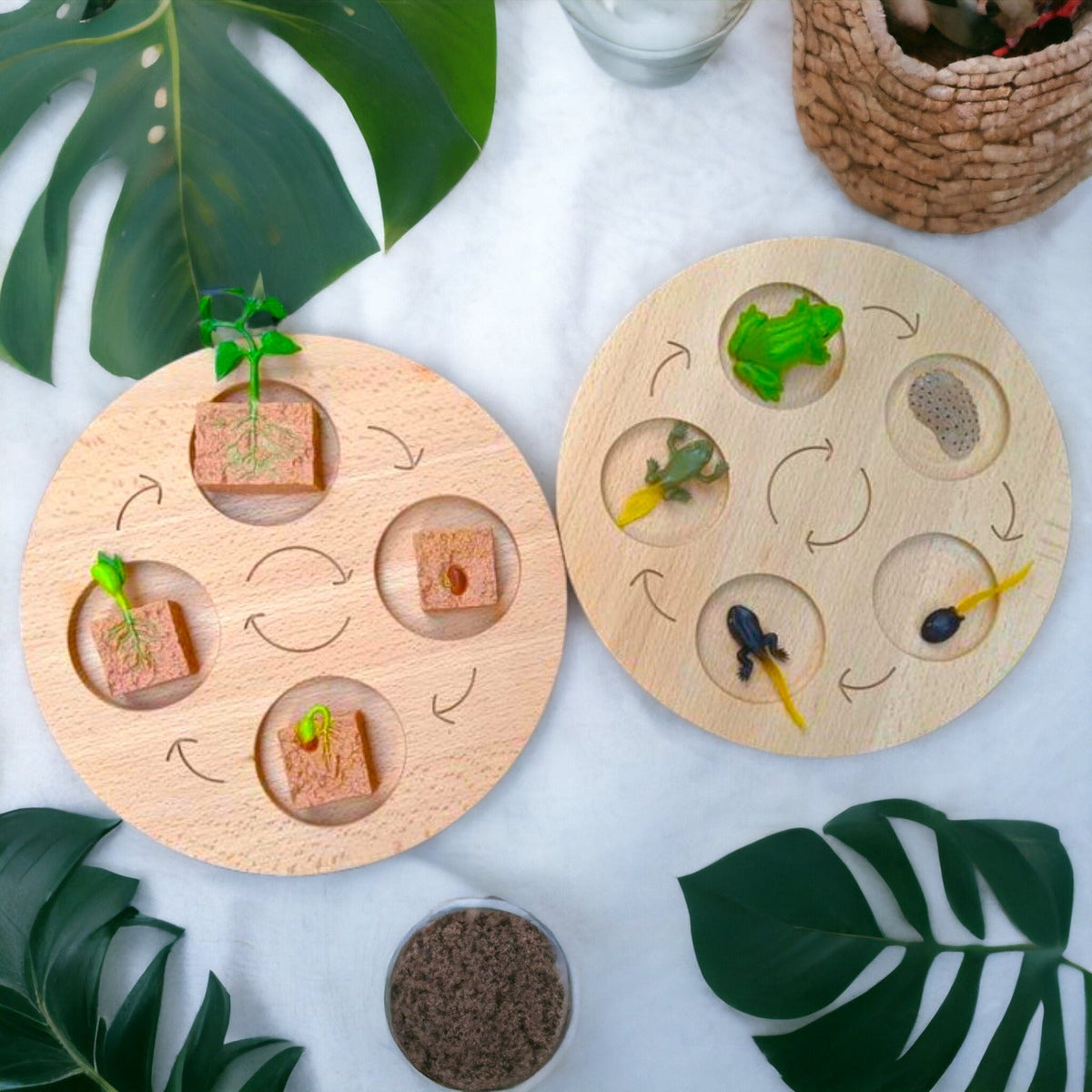 Both sides of the life cycle board used with small nature objects; accessories not included