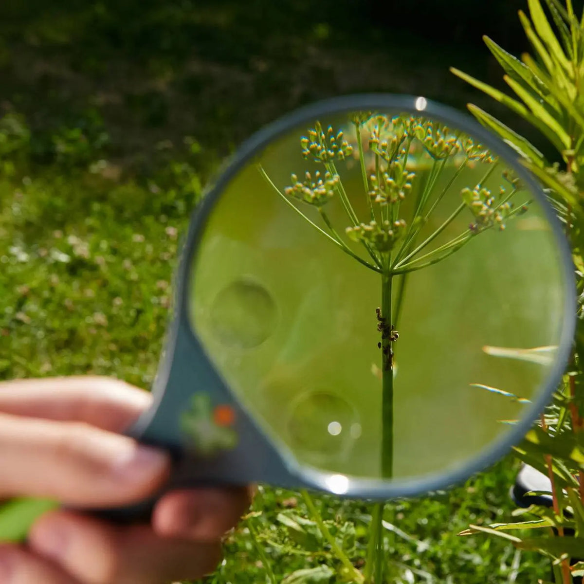 Terra Kids Magnifier | Terra Kids | The Baby Penguin