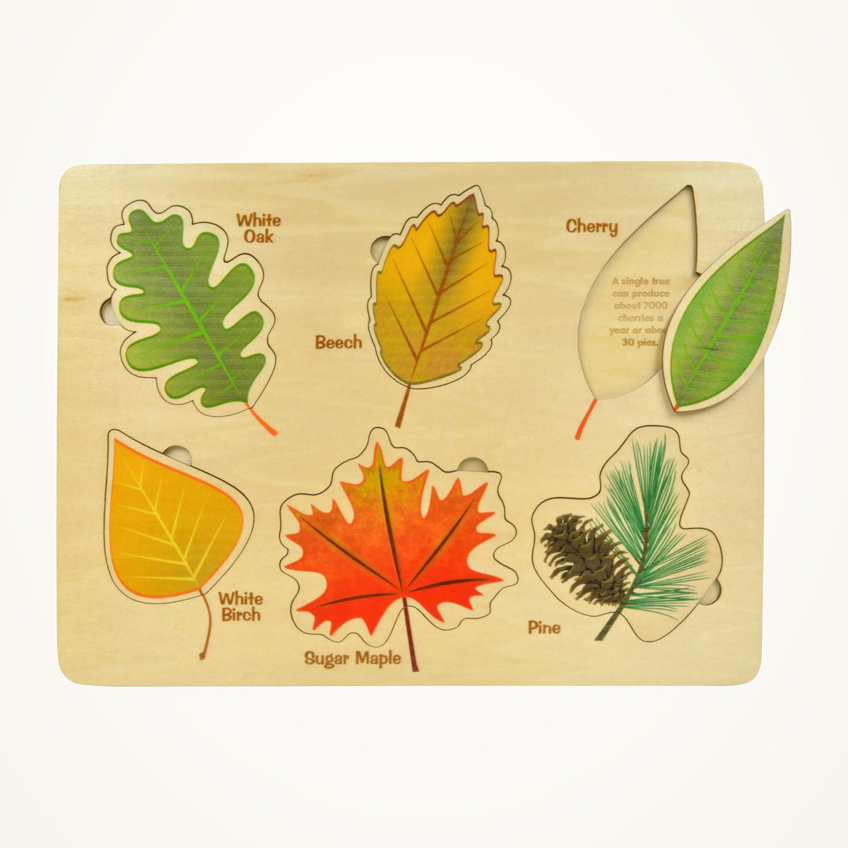 Maple Landmark Lift & Learn Leaves Puzzle photographed on a warm ivory background.