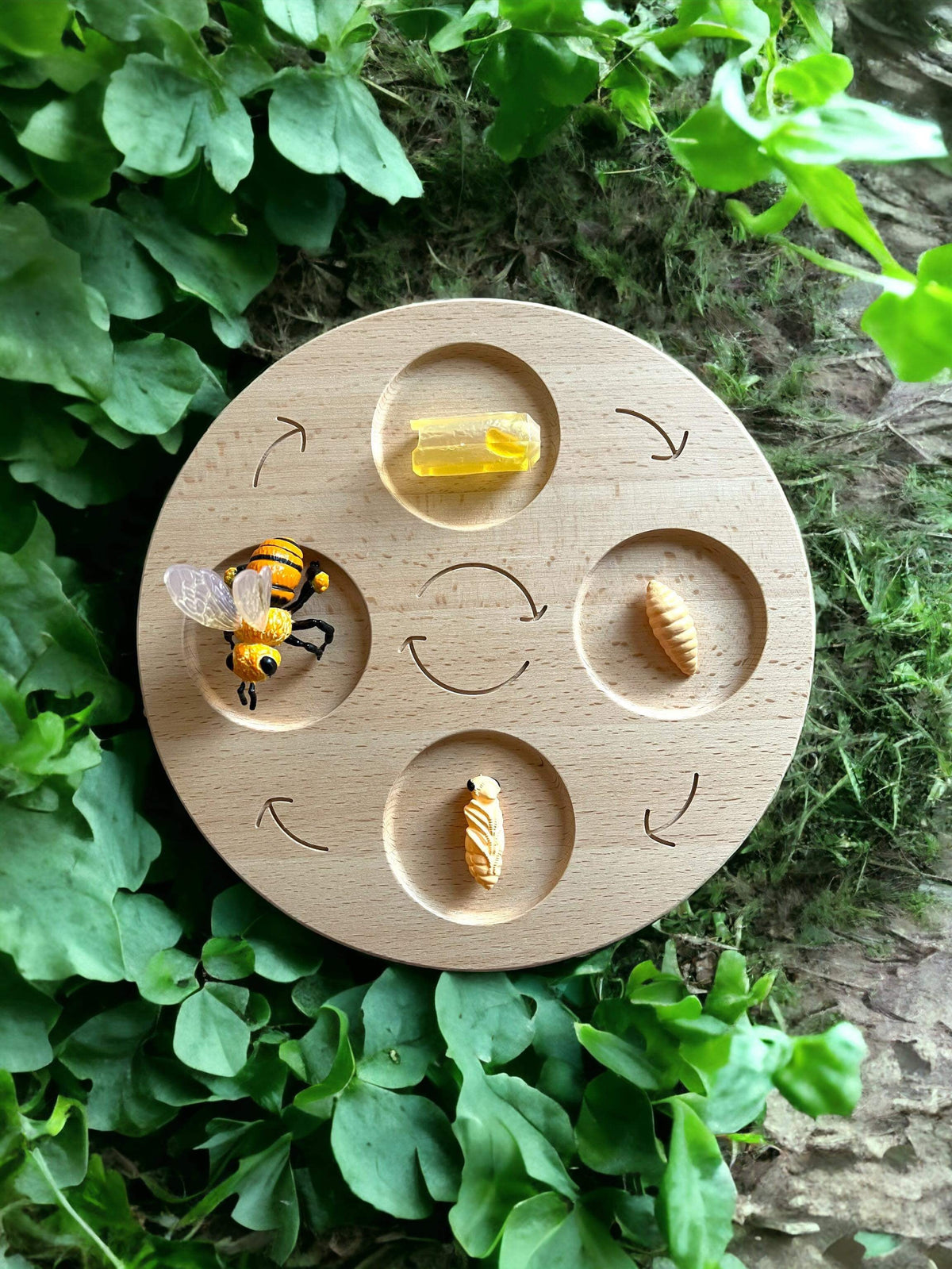 Life cycle board used with bee figures outdoors; figures not included
