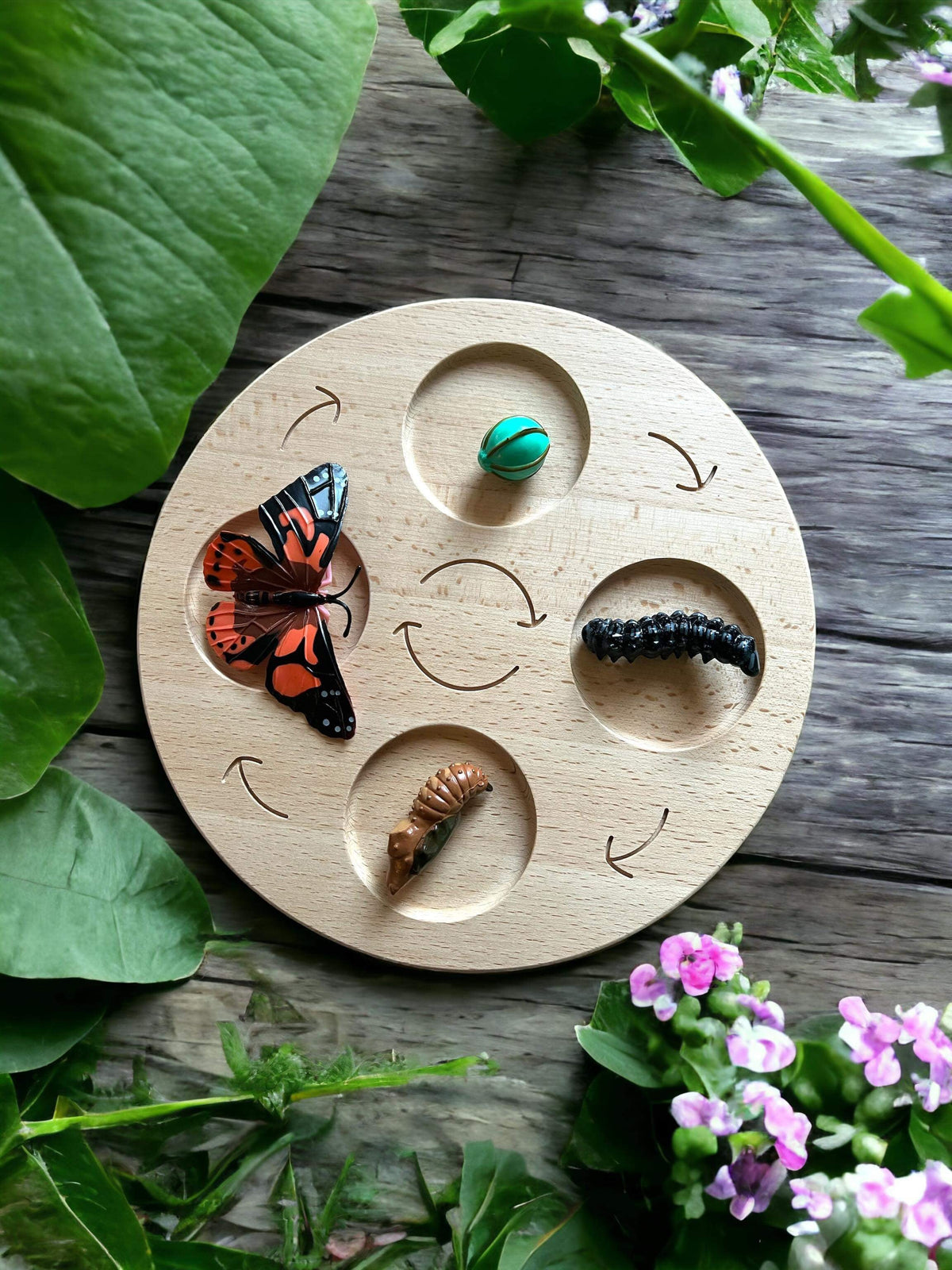 Life cycle board used with butterfly development figures; figures not included