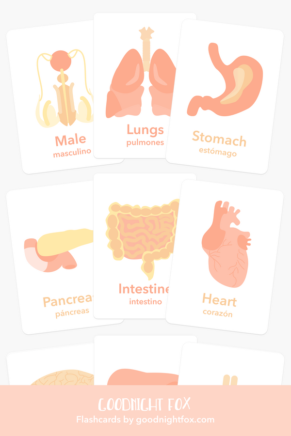 Organs Flashcards - The Baby Penguin