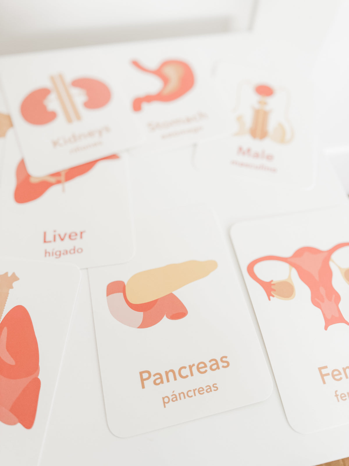 Organs Flashcards - The Baby Penguin