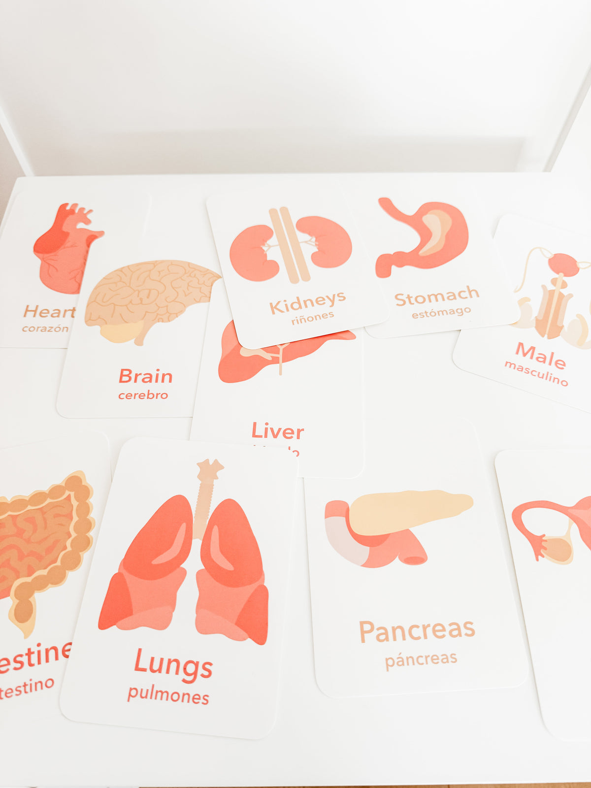 Organs Flashcards - The Baby Penguin