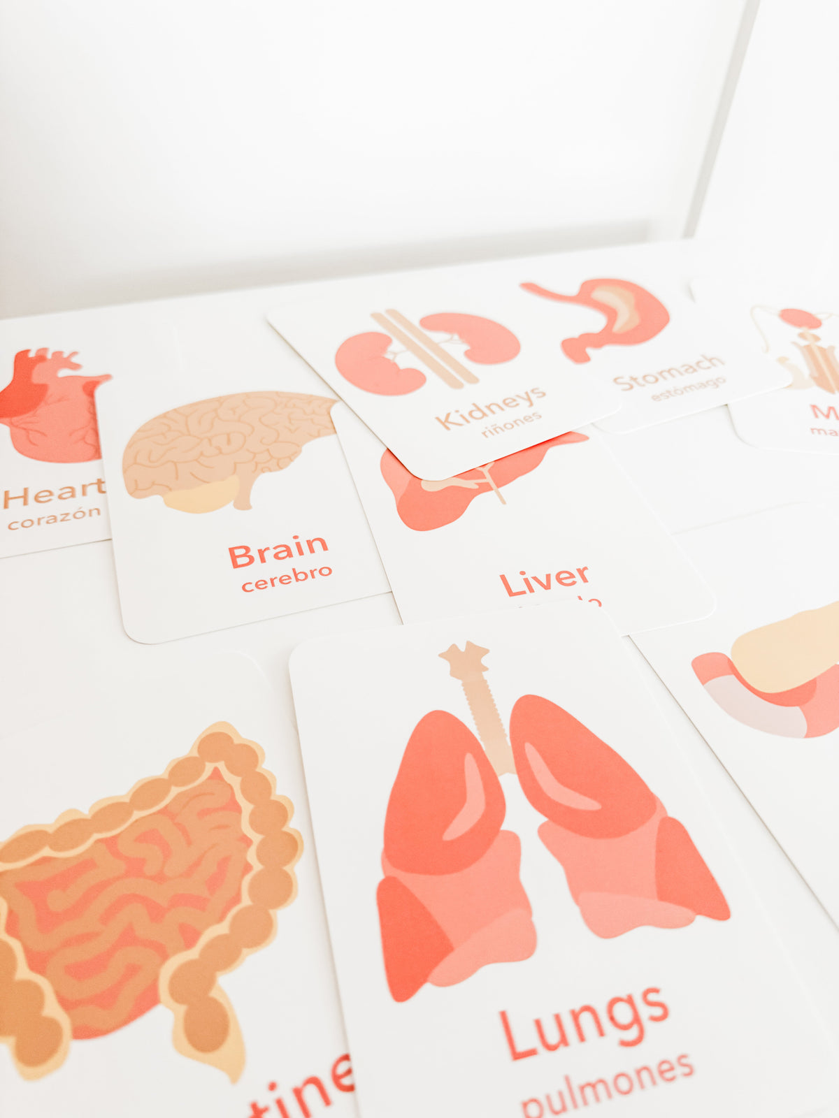 Organs Flashcards - The Baby Penguin