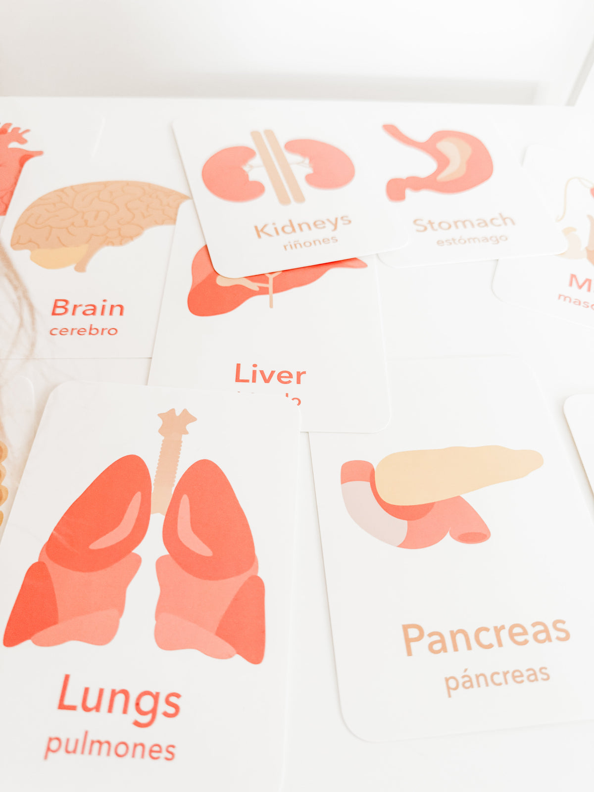 Organs Flashcards - The Baby Penguin