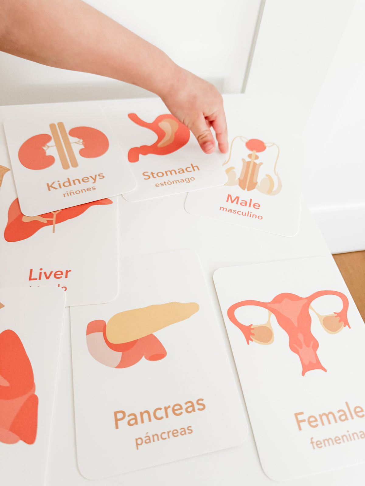 Organs Flashcards - The Baby Penguin