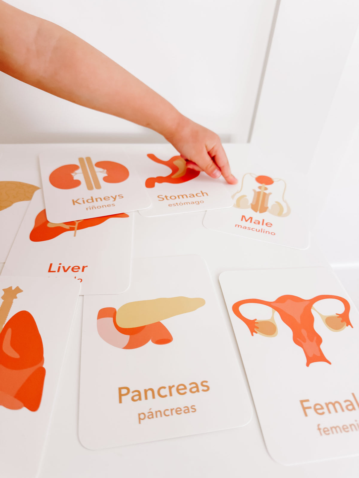 Organs Flashcards - The Baby Penguin