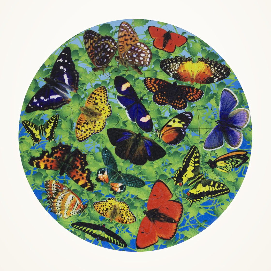 Maple Landmark Butterflies Wooden Jigsaw Puzzle, 12 Pieces photographed on a warm ivory background.